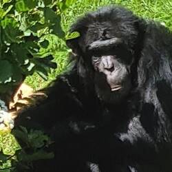 Un chimpanzé me regarde, pensif... je lui parle... je pense qu'il m'écoute