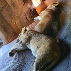 Les lionnes au repos... des gros 🐱 🐱