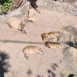 La famille Capibara
