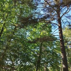 Finde das Eichhörnchen 🐿️😂