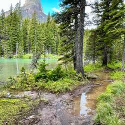 Muddy trail next to Swiftcurrent Lake