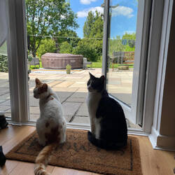 Die Kater Boris und Winston