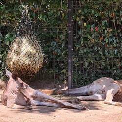 Kangourous... nous étions à 1m50, sans barrière.... le mâle dominant me fixe.