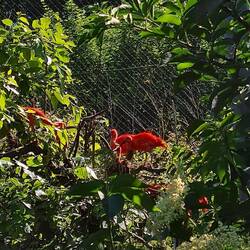 L'immense volière abrite de nombreux oiseaux paradisiaques