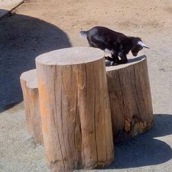 Chèvres et chevreaux... ça sautait partout 🥰🥰