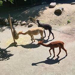 Alpagas fraîchement tondus