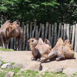 Chameaux