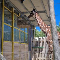 Majestueuses girafes 🦒 🦒
