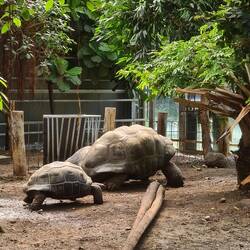 Impressionnantes tortues 🐢 🐢 des Galapagos