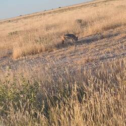 Ein Schakal auf Futtersuche...