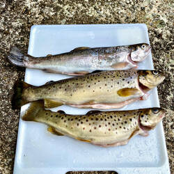 Gute Ausbeute - zwei Bach- und eine Regenbogenforellen 😋