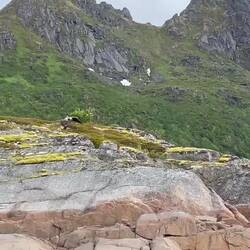 Seeadler beim Fischfang