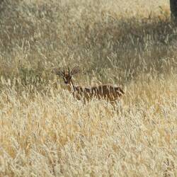 Der süße Steinbock
