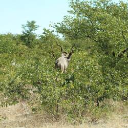 Ein seltener Anblick: männlicher Kudu