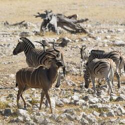 Kudu und Zebras