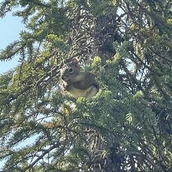 My surreal squirrel shot.