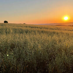 Sonnenuntergang vom Zelt aus