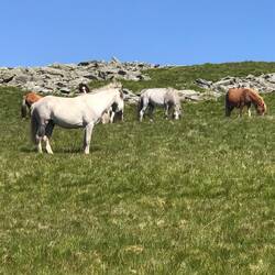 Wild? Horses were in abundance on the Carnedd