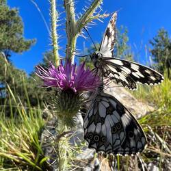 Schachbrett-Schmetterlinge