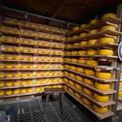 Cheese factory
