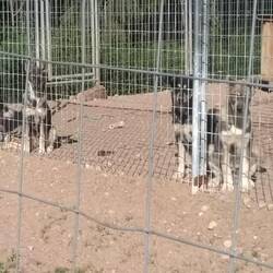 An der Schlittenhundstation