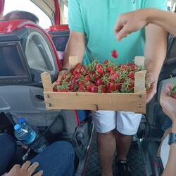 Nice of Fatih to buy us local strawberries to taste during the 3hrs drive.