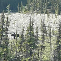 Boy moose.