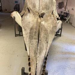 Pottwalskelet Walmuseum Andenes