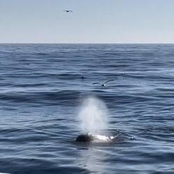 Pottwal beim Luft holen