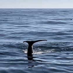 Pottwal beim Abtauchen