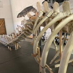 Pottwalskelet Walmuseum Andenes