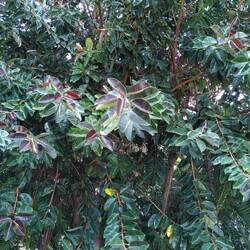 Ficus Elastica