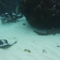 Sting Ray, Nurse Shark, Tauch instructor