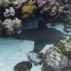 Nurse Shark