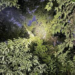 Hard to see, but there is a sloth and her baby