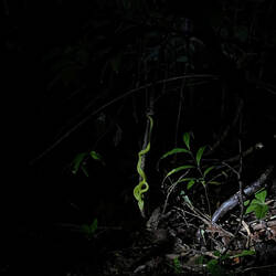 Dont get bitten! (2h to find antidote)