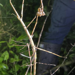 Stick insect