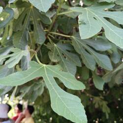I just like the shape of fig leaves.