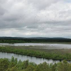 Alles voll mit den Biestern