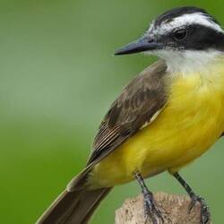 A lesser kiskadee - Suriname's national bird.