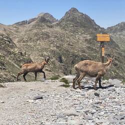 Gämse und Steinbock