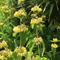 A very unusual flower