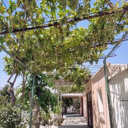 Heel erg veel druiven in iedereens tuinen in de stad!