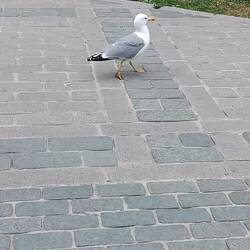 Elegant walking gull on the way to Topkapi Palace.