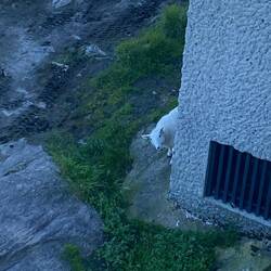 Jordan wanted to see sheep - and then we found some! Mountain was dotted with them