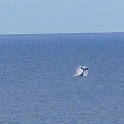 ...ond nomol en Humpback 🐋🥰