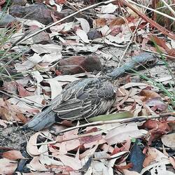 Bushstone Curlew displaying excellent camouflage