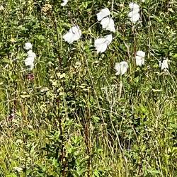 Bog Cotton