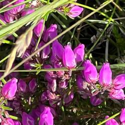 Heather About to Bloom