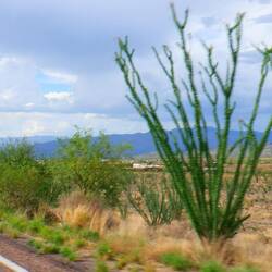 What I call "pipecleaner" cactus
